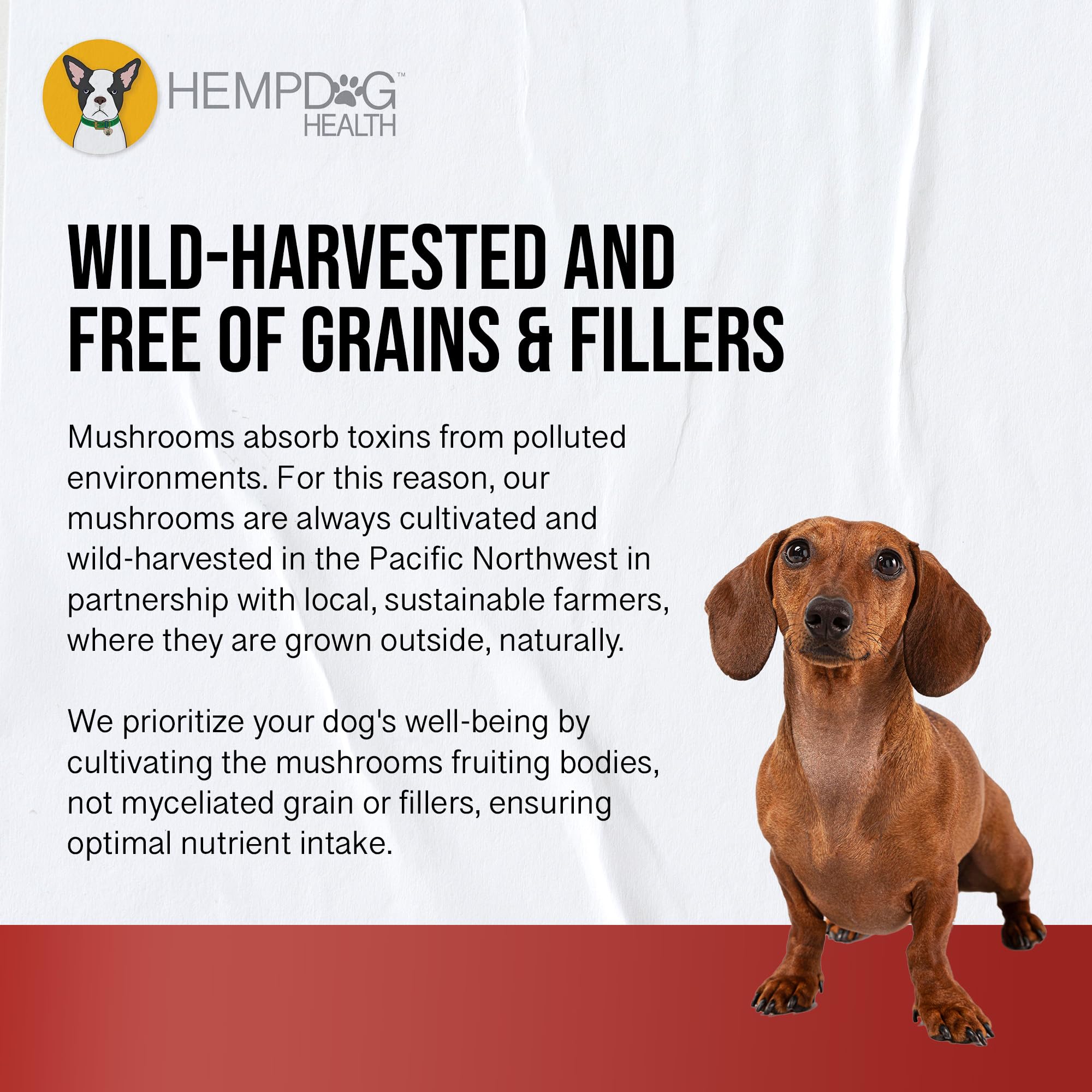 Hemp Dog Health MycoDog Vitality packaging open highlights premium quality ingredients and US-made production.