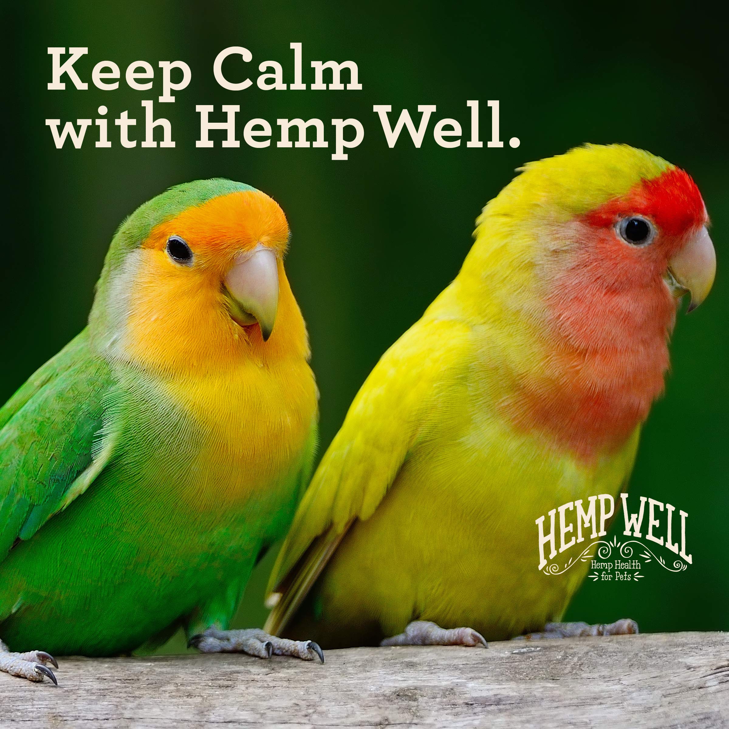 Hemp Well Calm Bird Oil organic blend image shows chamomile and omega-rich ingredients.