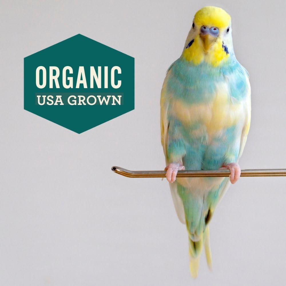 Hemp Well Calm Bird Oil travel-friendly 2oz bottle is ideal for vet visits.