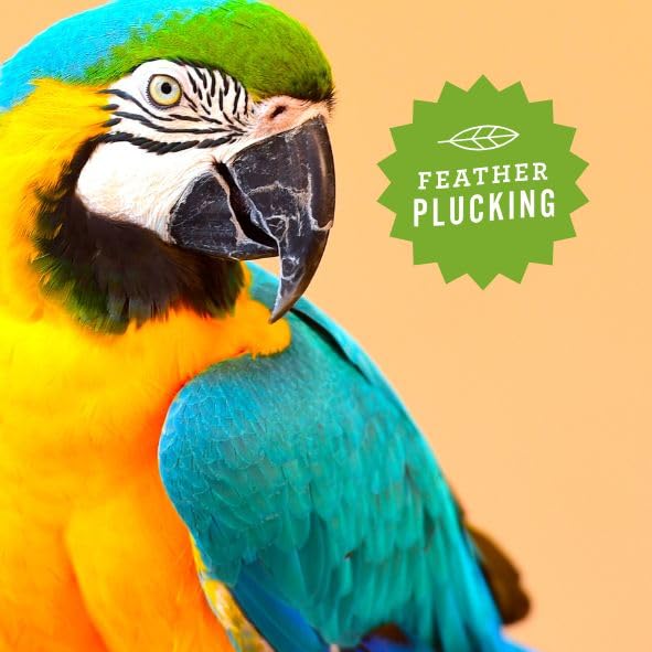 Hemp Well Calm Bird Oil used during exams or flights to reduce stress.