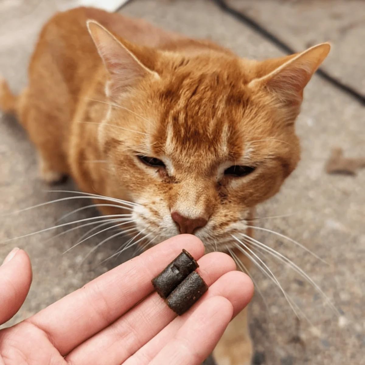 Hemp Well Calm Cat Soft Chews veterinarian recommended calming aid.