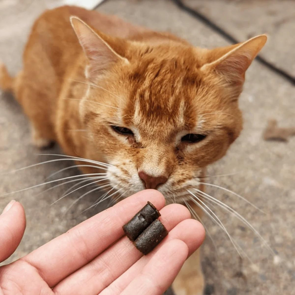 Hemp Well Calm Cat Soft Chews veterinarian recommended calming aid.