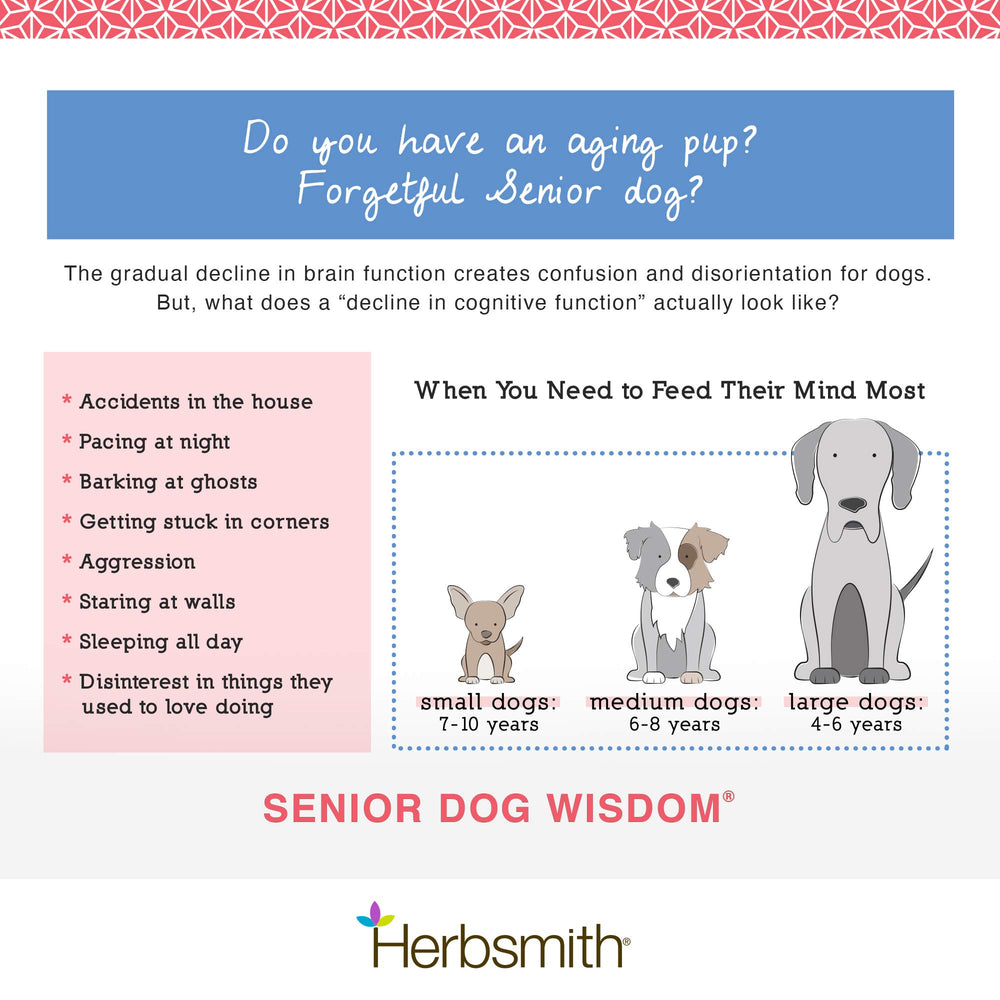 Happy senior dog resting after using Herbsmith Wisdom