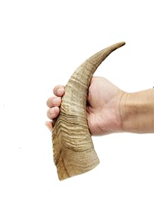 Herders Choice goat horn chew, medium size, ideal for aggressive chewers