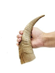 Herders Choice goat horn chew, medium size, ideal for aggressive chewers