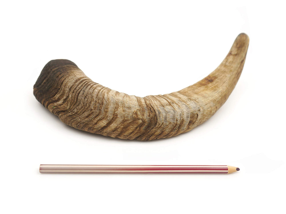 Medium goat horn chews from Herders Choice, natural and long-lasting