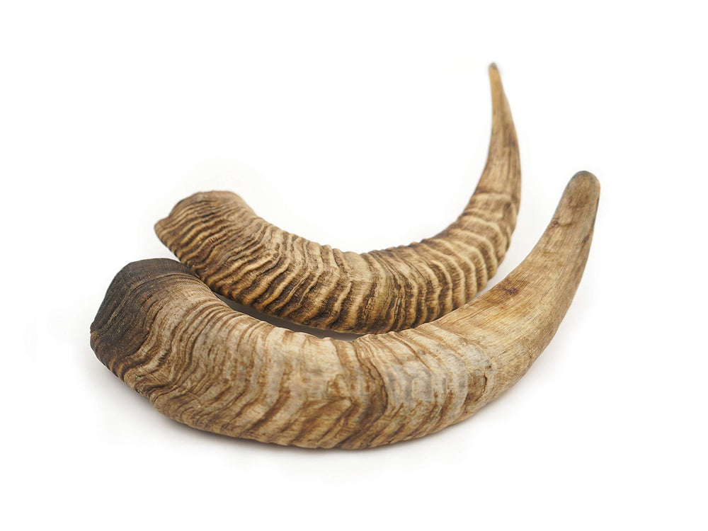 Goat horn chew in medium, enrichment option for dogs