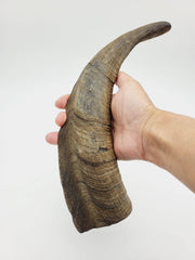 Herders Choice goat horn dog chew large, durable entertainment for dogs.