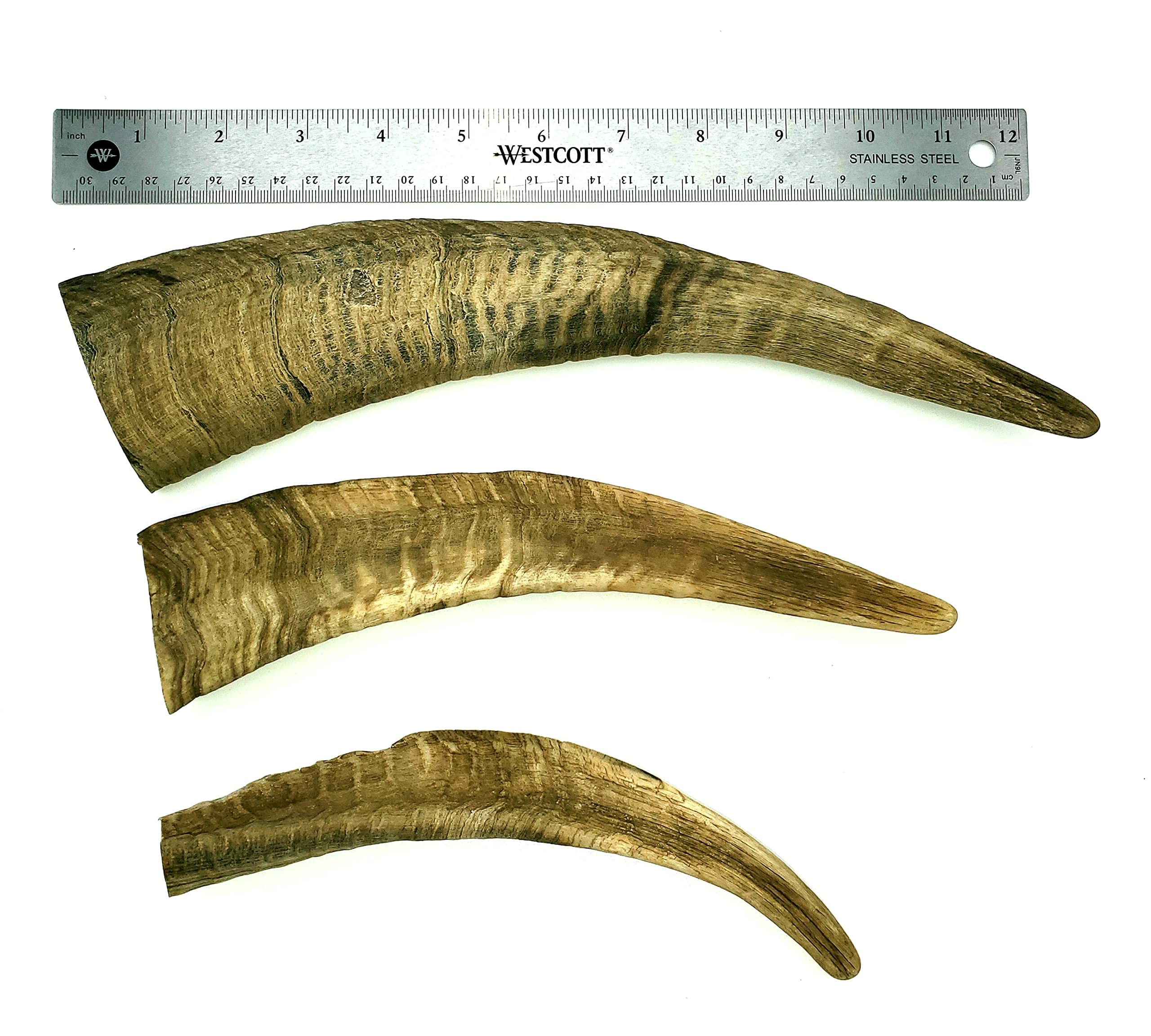 Size comparison shows Herders Choice large goat horn chew fits big dogs well.