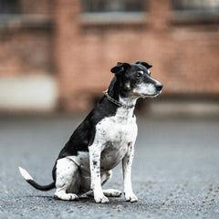 Herm Sprenger Micro Prong Collar 1.5mm image showcases subtle prongs for gentle communication.