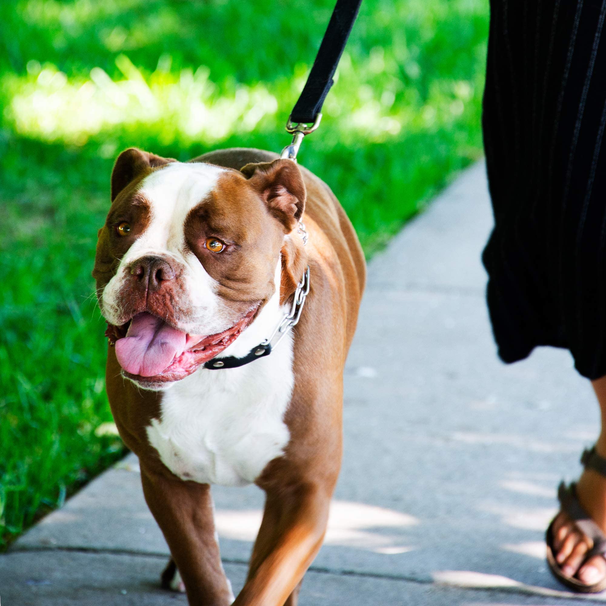 Herm Sprenger 14-19 inch neck range suited for many dogs.