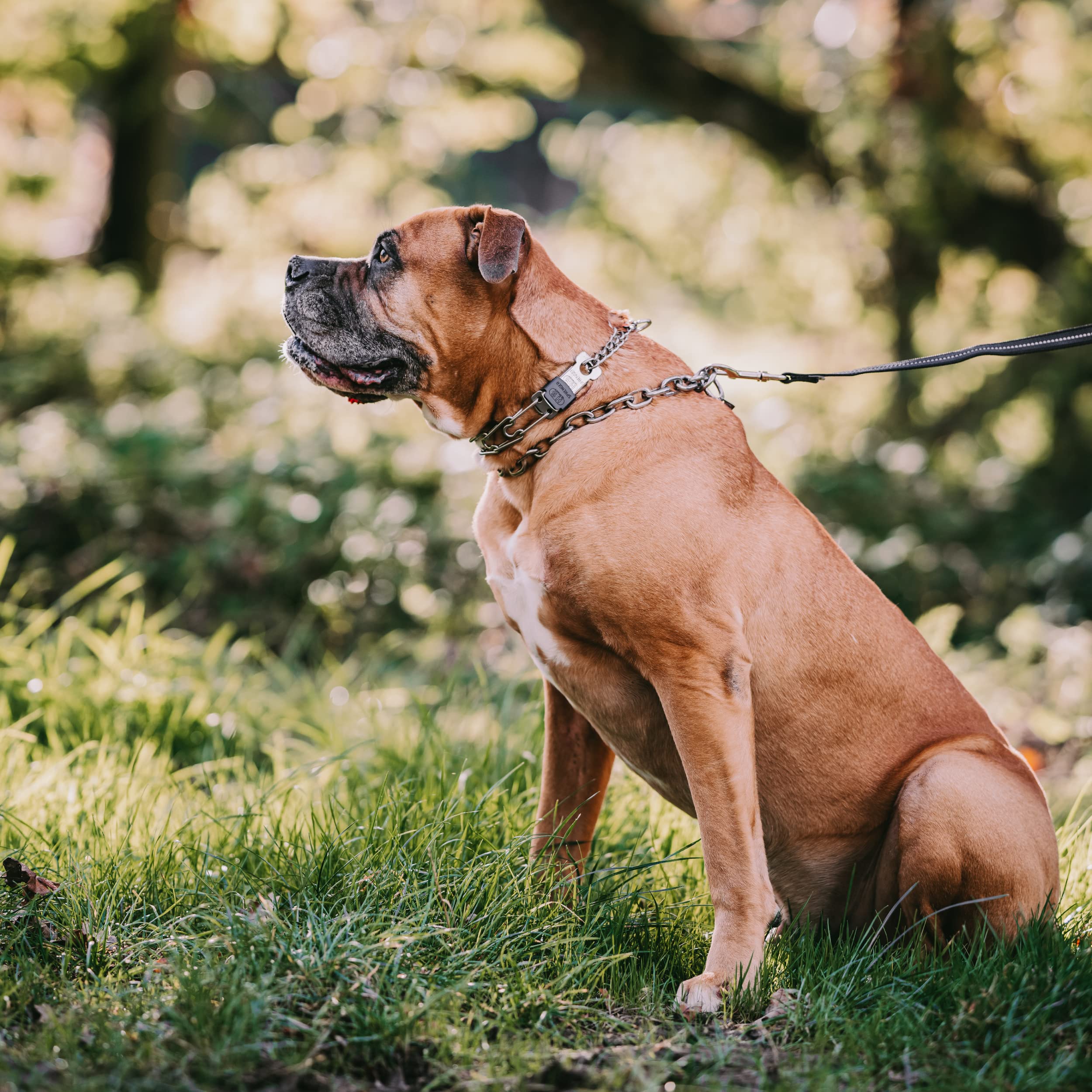 Swivel D ring promotes tangle-free leash movement on Herm Sprenger collar