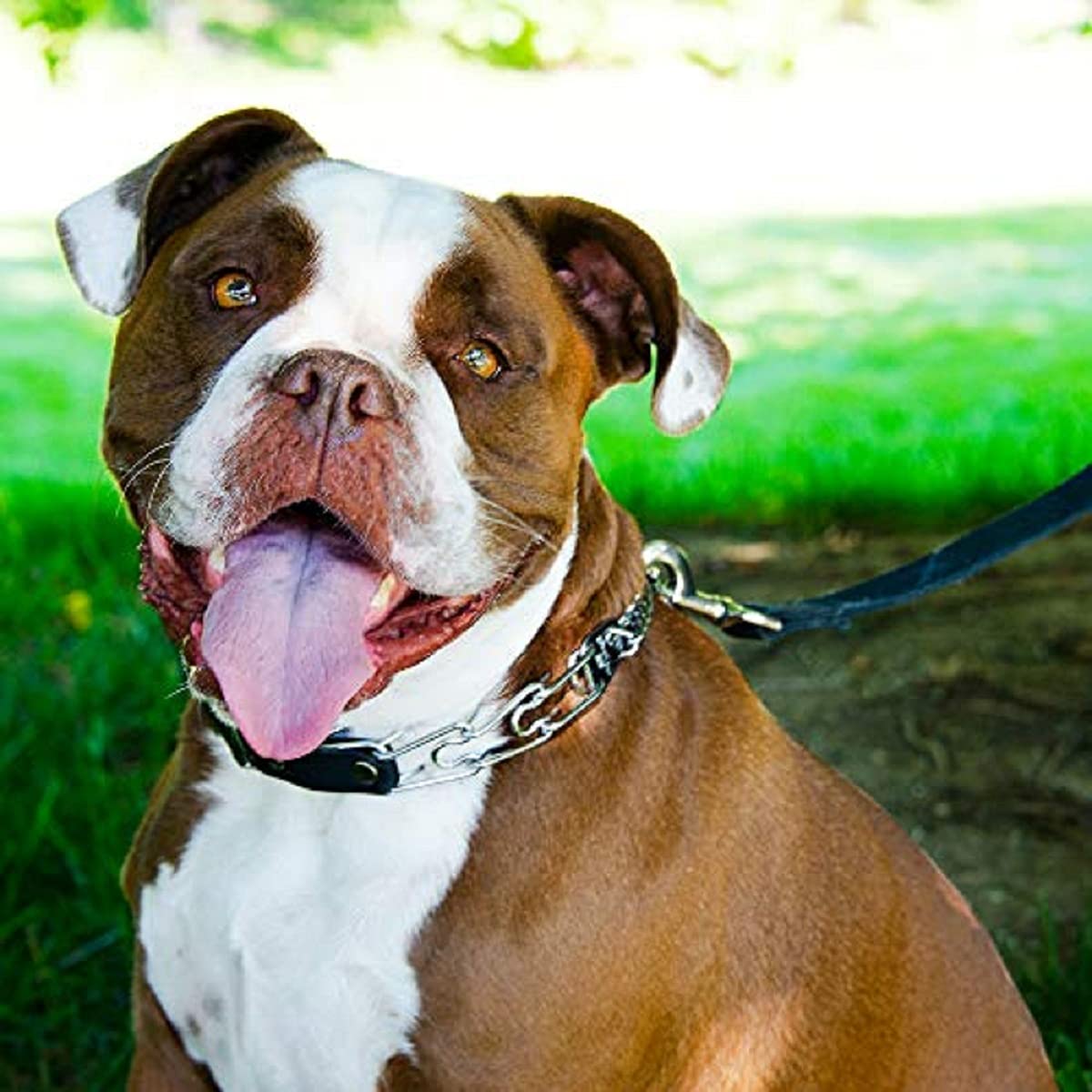 Herm Sprenger large-dog collar fits 20–25 inch necks for extra-large breeds.