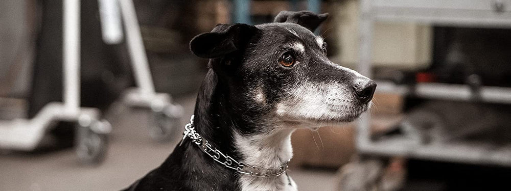 Herm Sprenger German-made collar underscores quality manufacturing and safety standards.