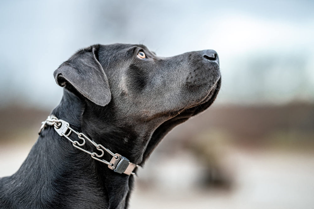 D-ring attachment keeps leash secure during training sessions.