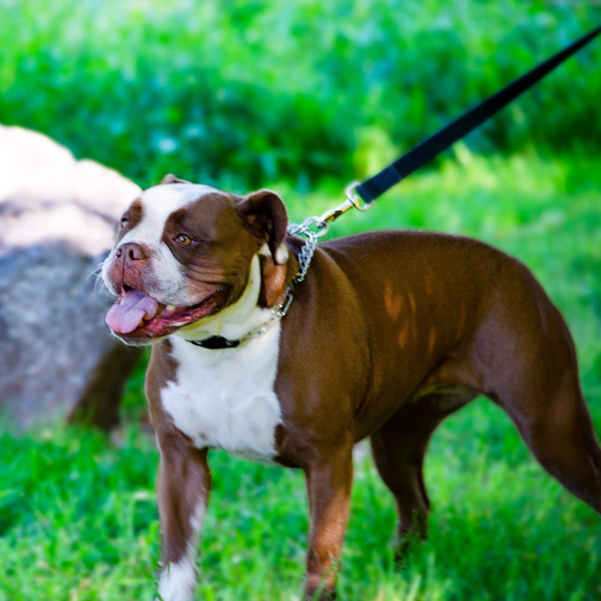 Herm Sprenger training collar in use for basic commands and improved focus.