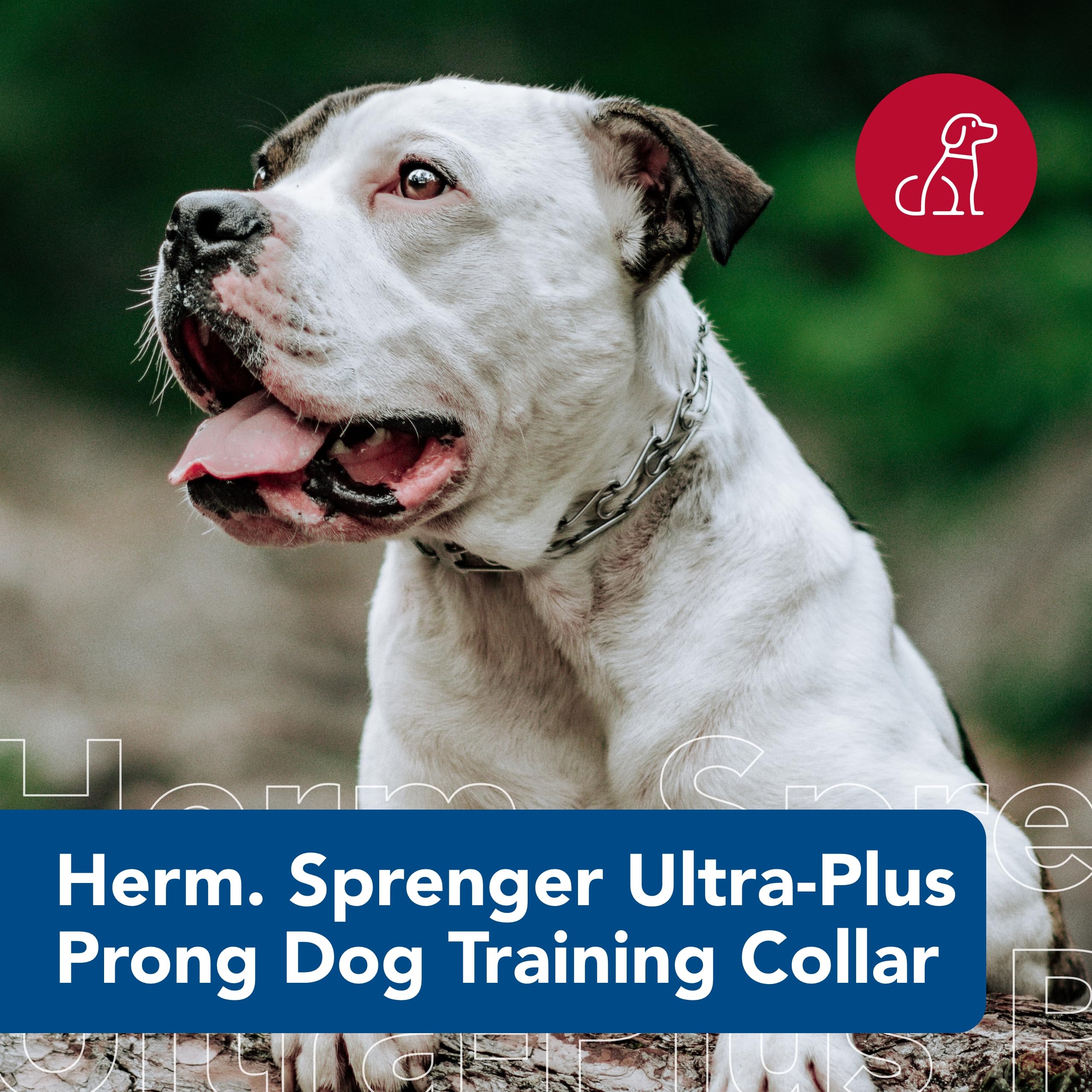 Herm Sprenger Ultra-Plus prong collar side view for consistent neck contact.