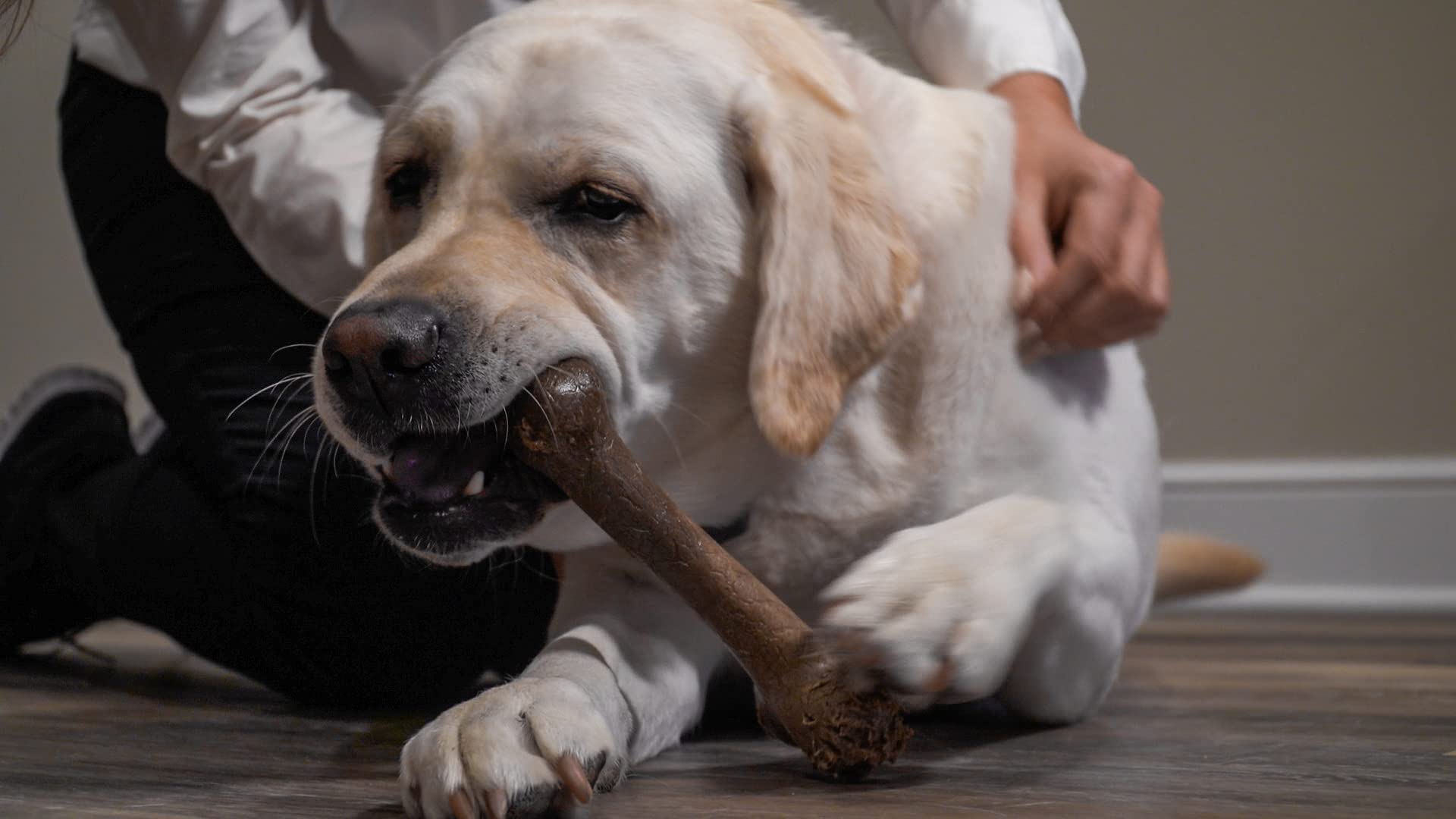 Hero Bonetics femur bone durable chew for long sessions