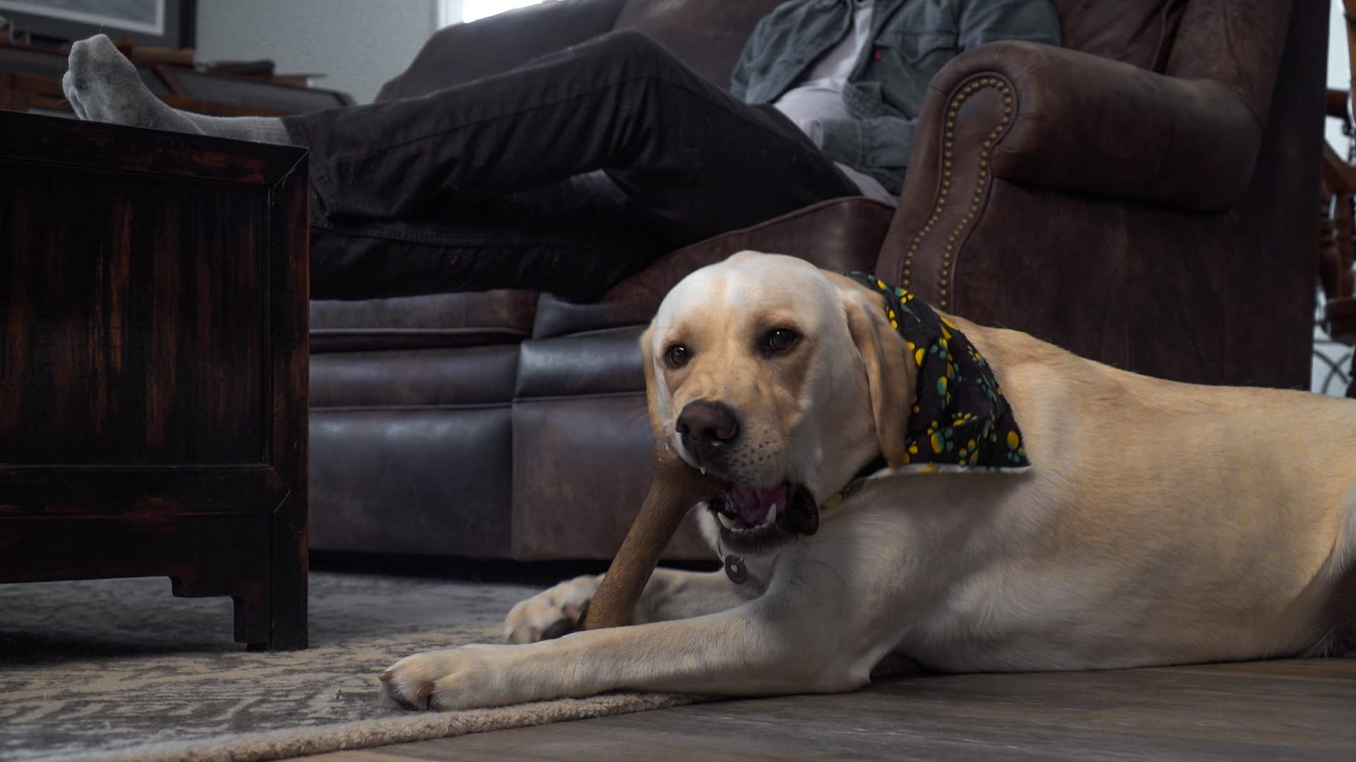 Hero Bonetics femur bone with a puppy enjoying it