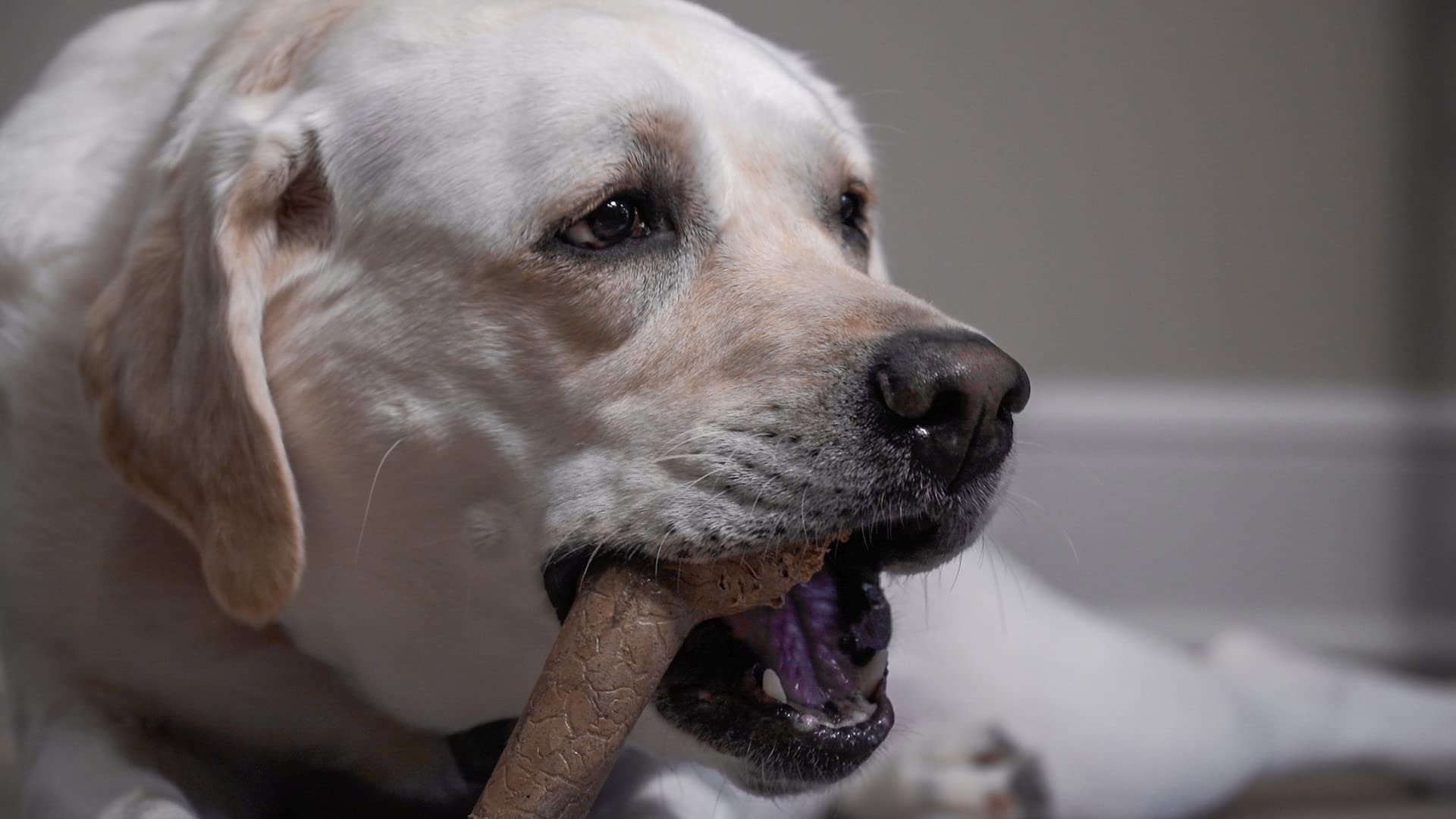 Hero Bonetics femur bone soft texture gentler on teeth