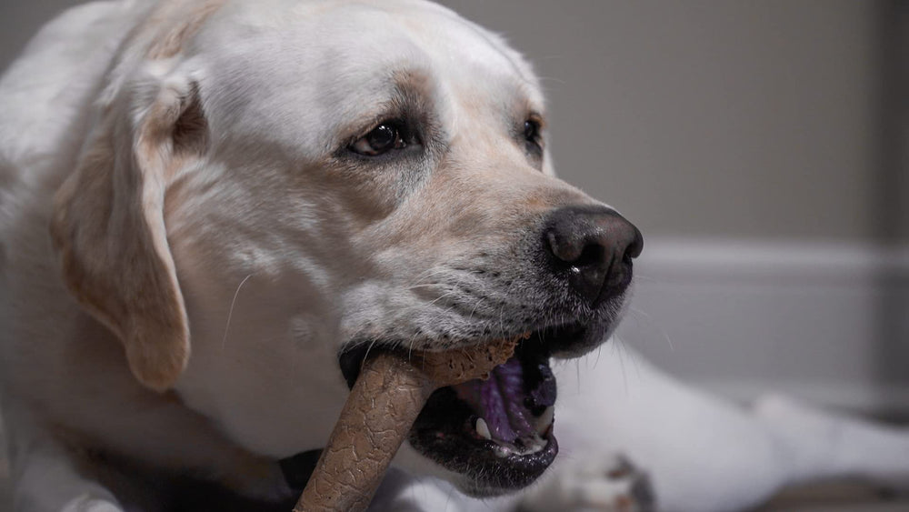 Hero Bonetics femur bone soft texture gentler on teeth