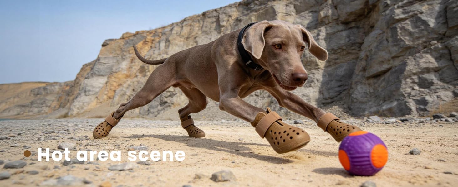 HERTIENDO dog shoes during a walk capture protection and comfort in outdoor activity.