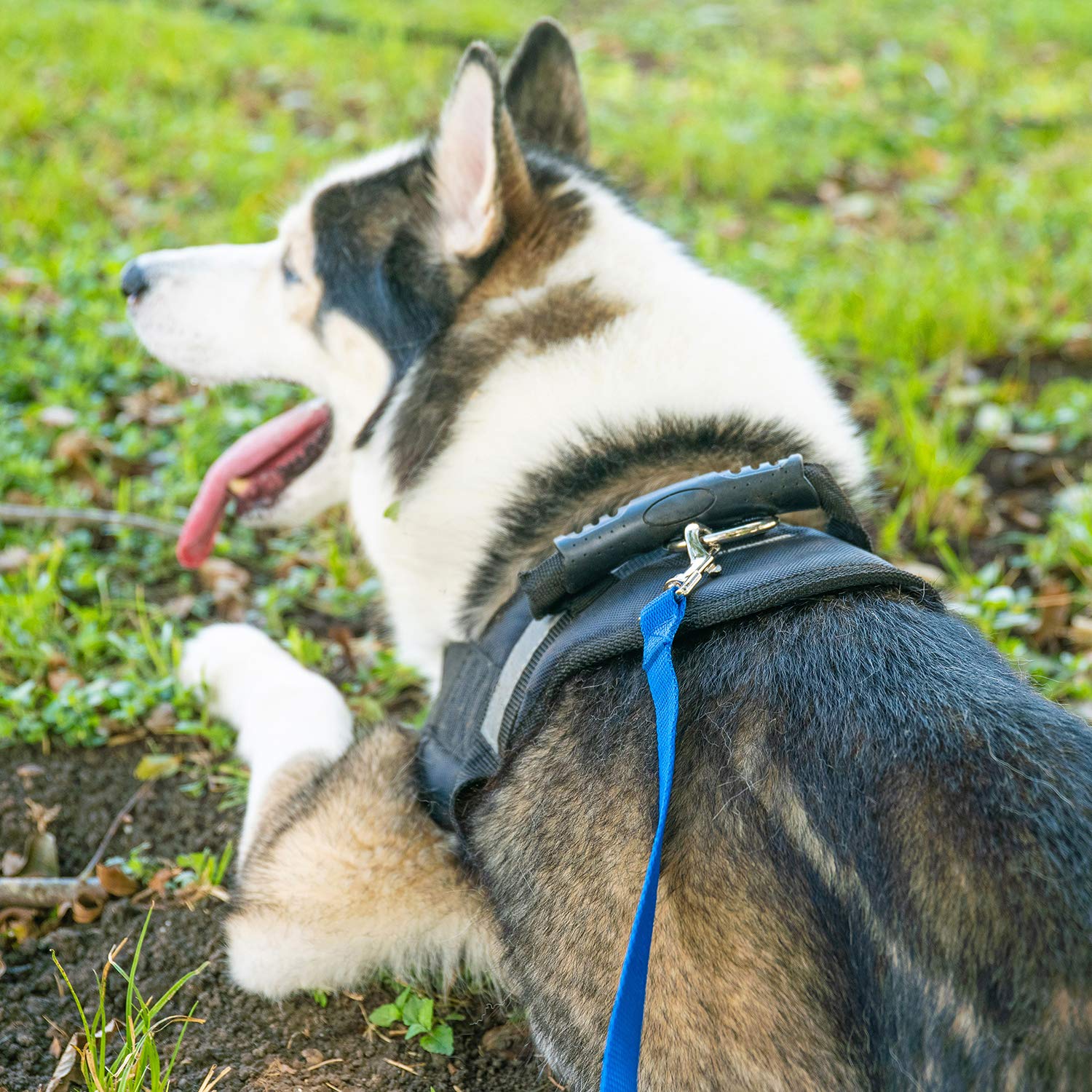 Hi Kiss 100ft leash red backyard-use view demonstrates versatile training options.