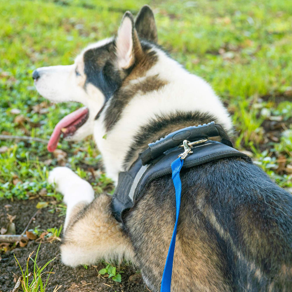 Hi Kiss blue leash on a hike showing comfortable grip