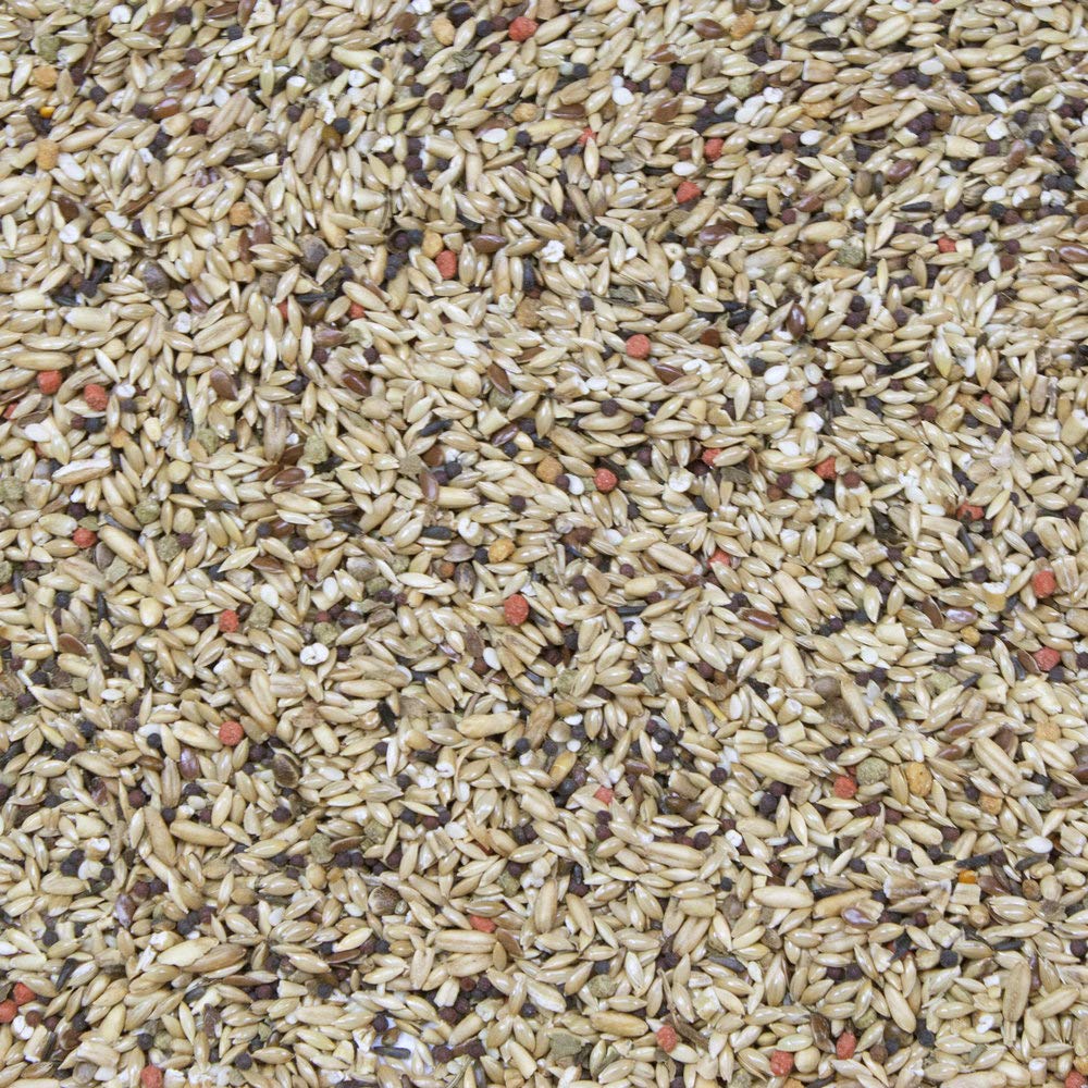 Higgins Vita Seed canary feeding setup highlights tasty morsels and easy portioning for birds.