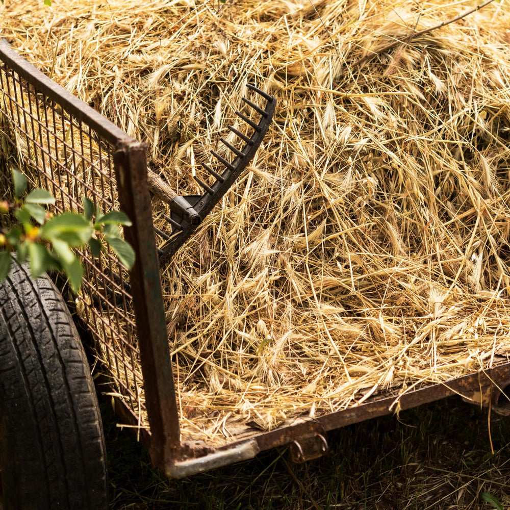 High Desert soft timothy hay supports daily grazing and steady chewing