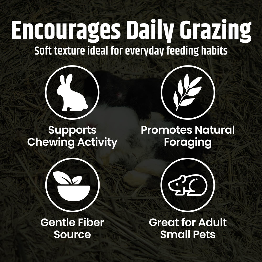 High Desert Orchard Grass Hay fresh aroma ideal for daily feeding routines.