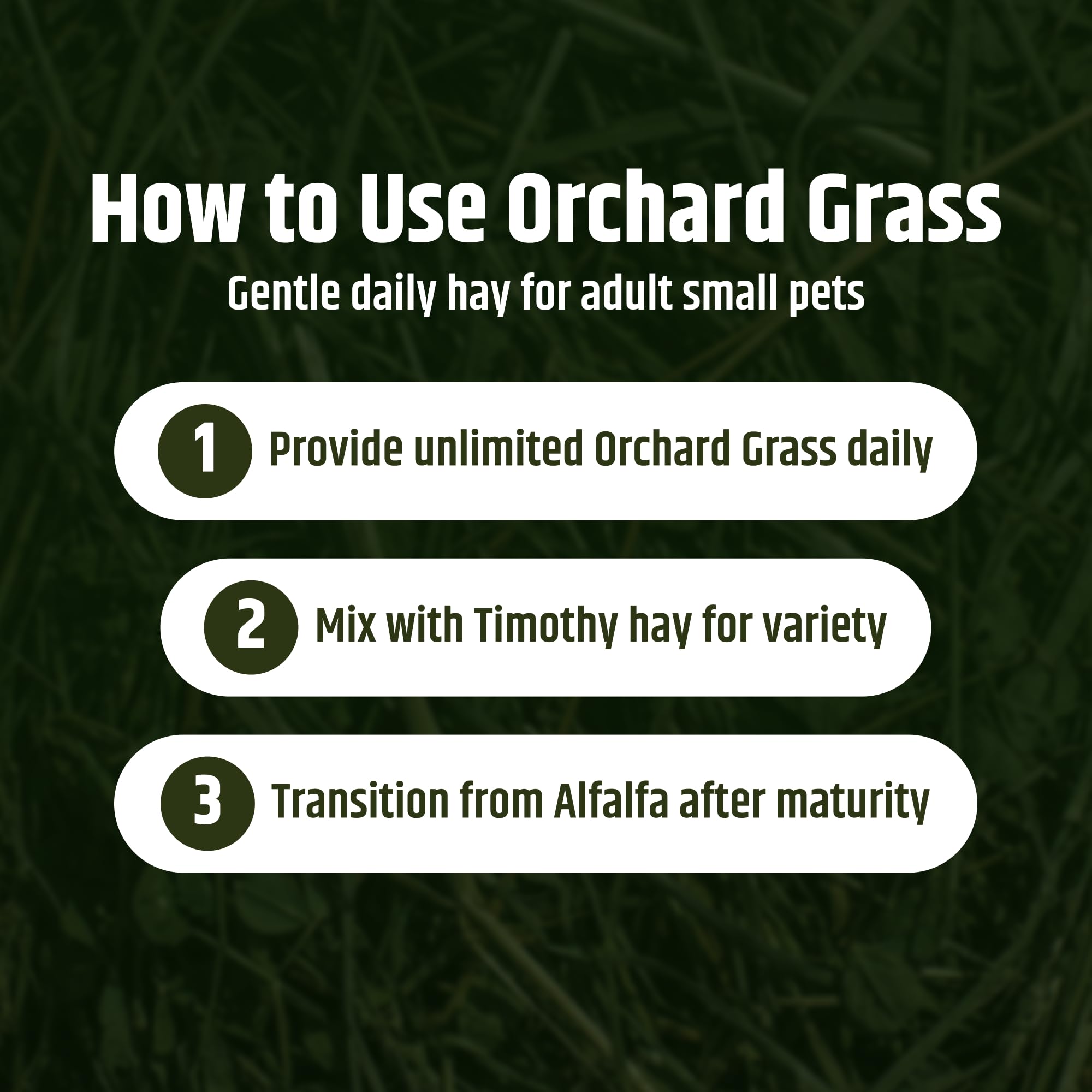 High Desert Orchard Grass Hay promotes foraging behavior in small pets.