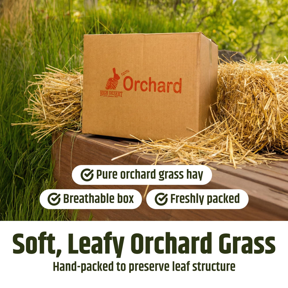 High Desert Orchard Grass Hay close-up leaves showcase leafy structure.