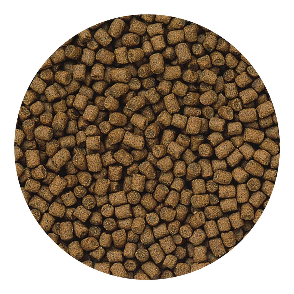 Hikari Lionhead sinking pellets close-up illustrates color-boosting formula in action