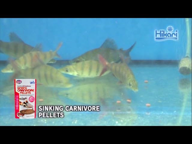 Hikari Sinking Carnivore Pellets close-up texture reveals meaty feed