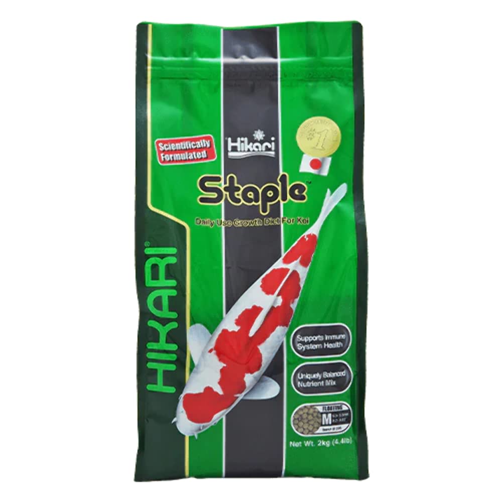 Hikari staple floating pellets for koi, visible feeding and steady intake.