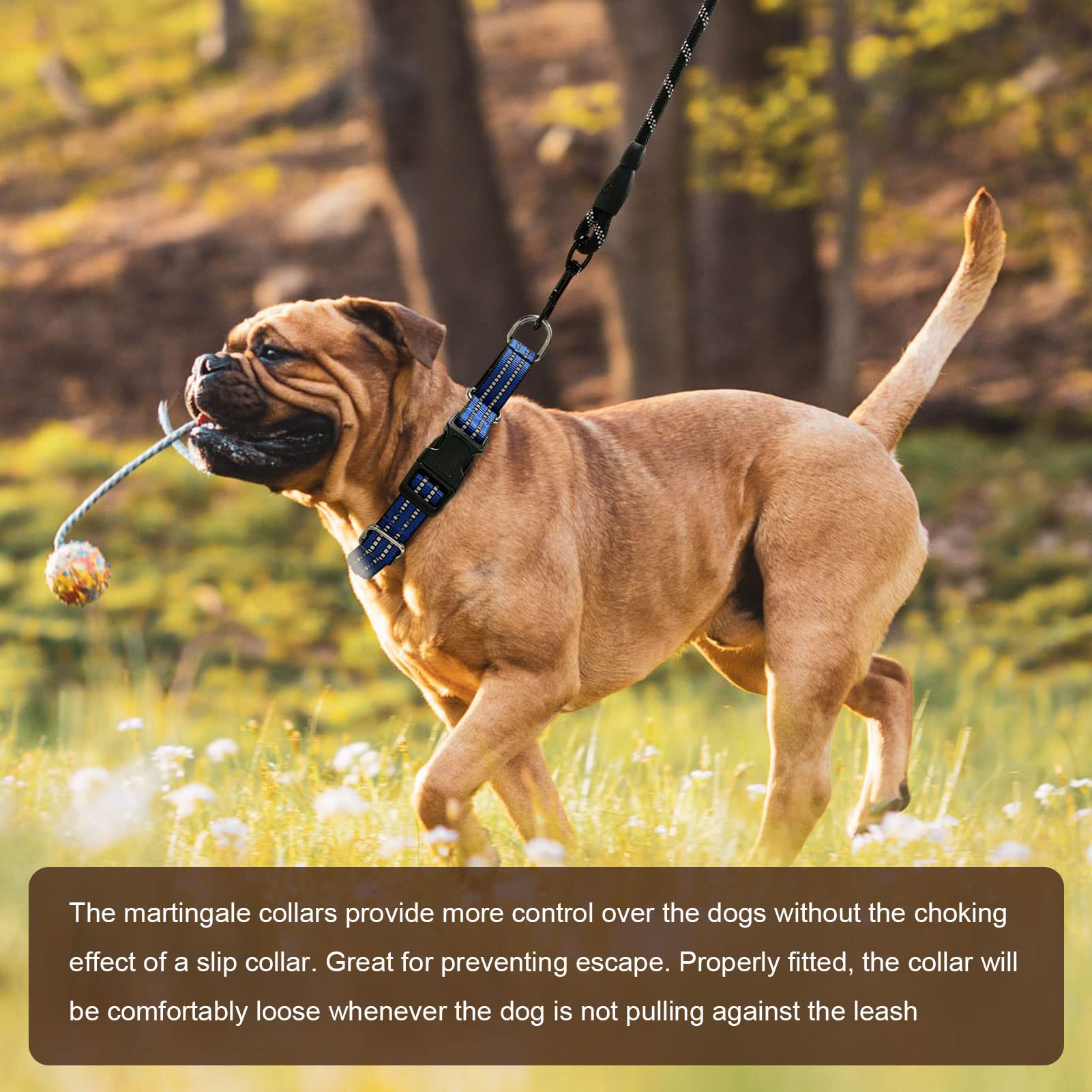 Hikiko reflective collar enhances night visibility during evening walks