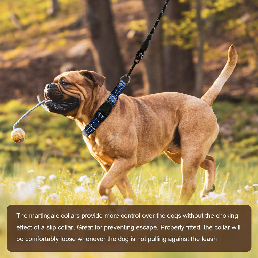 Hikiko reflective collar enhances night visibility during evening walks