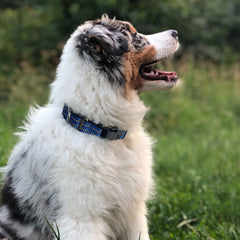 Hikiko nylon martingale collar demonstrates durability for daily use