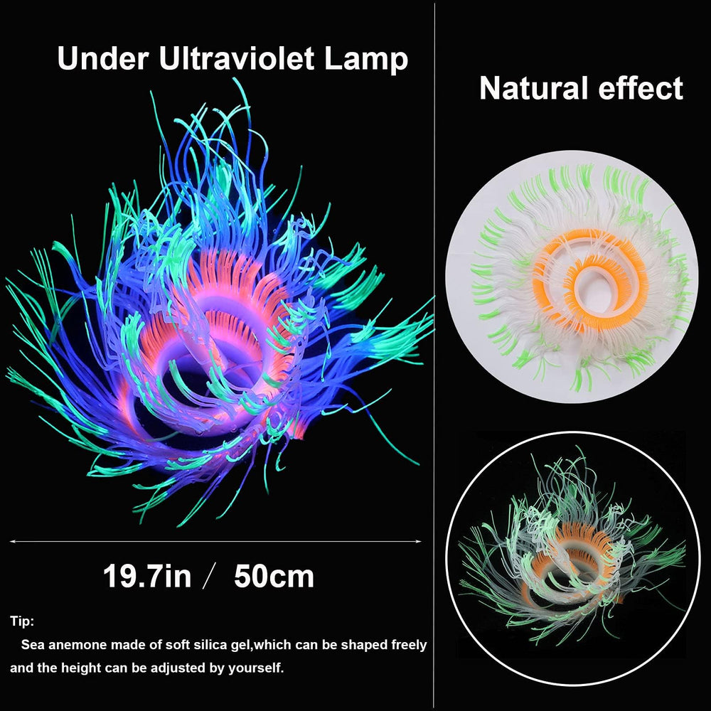 HIKTQIW glowing lotus coral creates a soft reef accent.