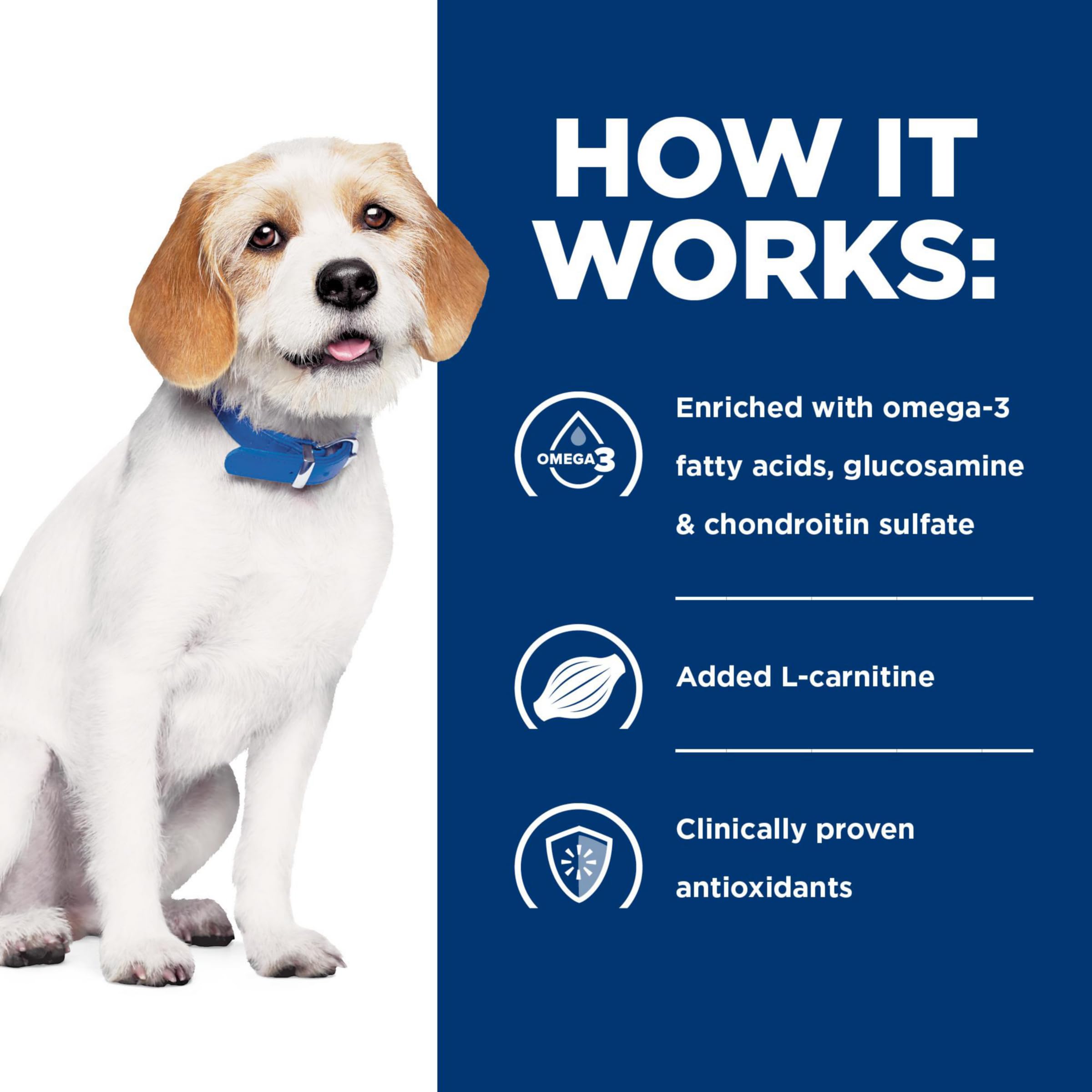 Active dog running after meals with Hill's j/d Joint Care