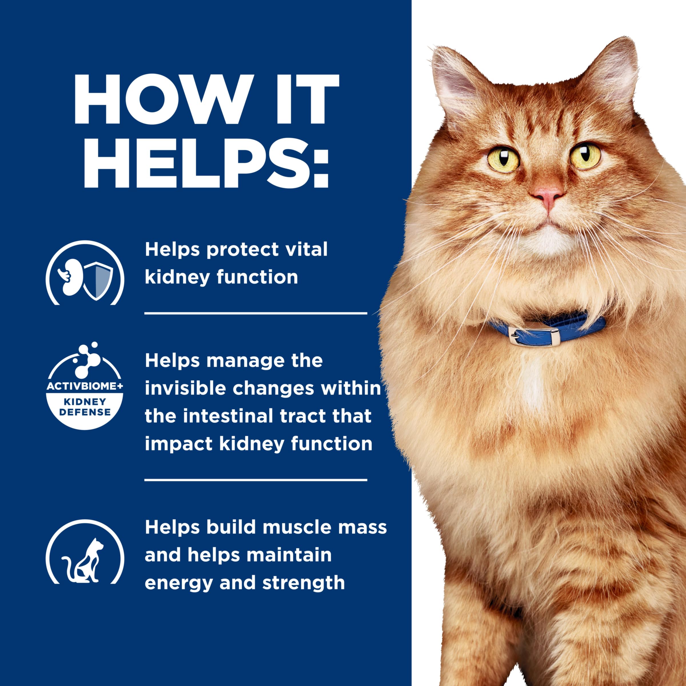 Cat in motion near Hill's Prescription Diet k/d + j/d packaging suggesting mobility support