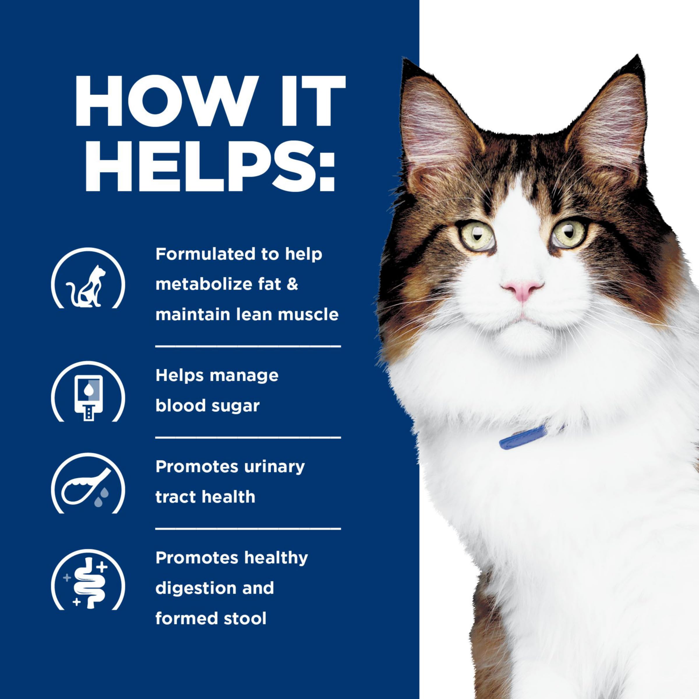 Hill's Prescription Diet w/d cat enjoying a meal under vet guidance.