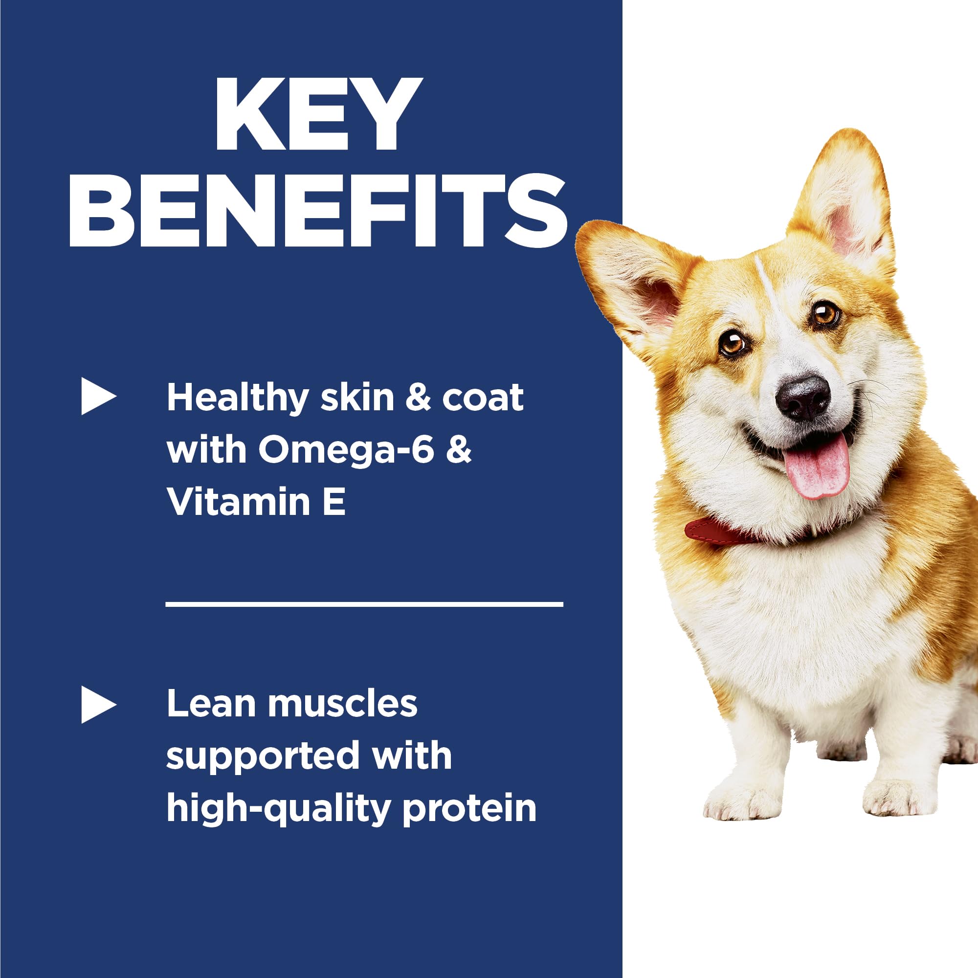 Dog eating Hill's Science Diet Adult 1-6 small bites meal
