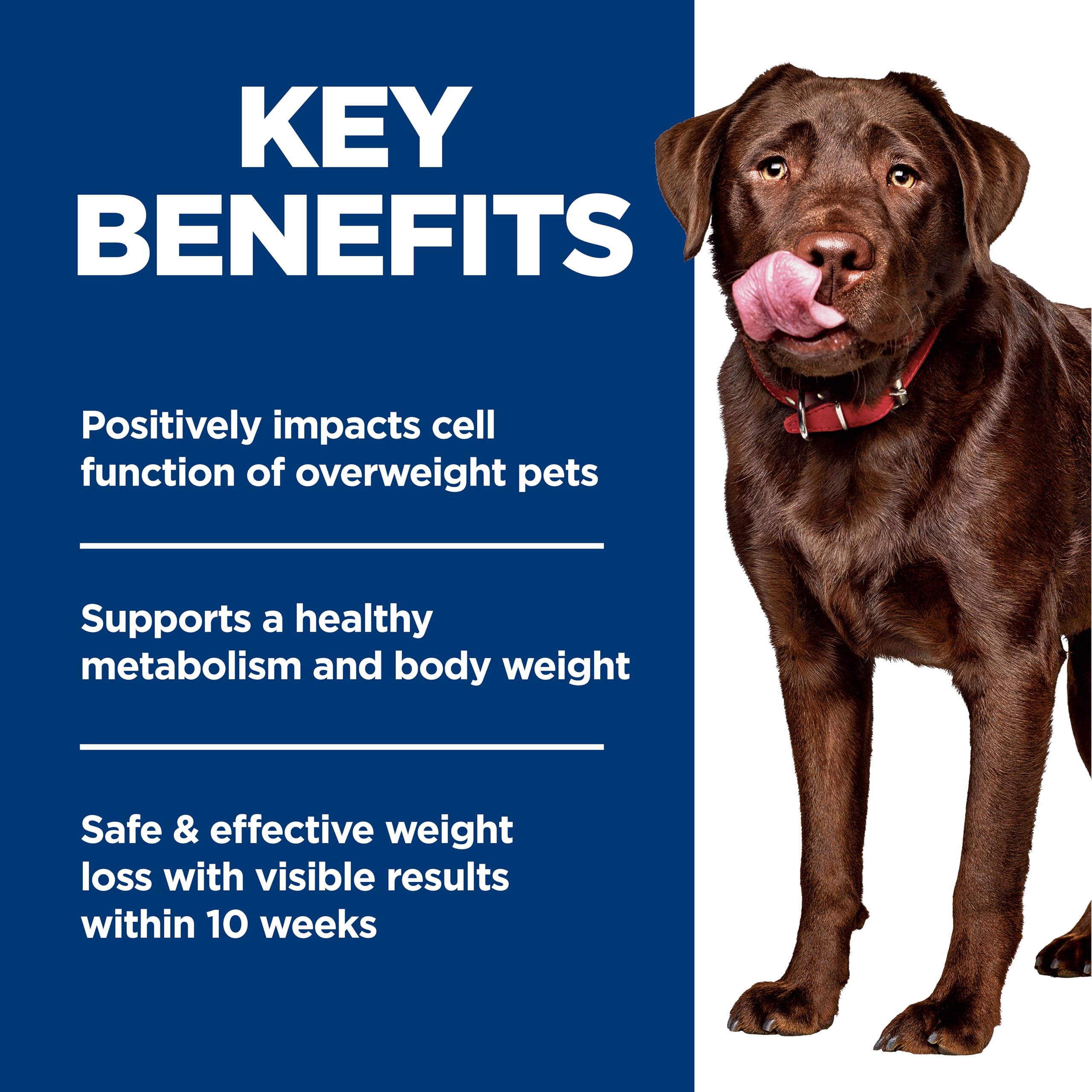 Hill's Science Diet serving bowl with kibble promotes portion control and satiety.
