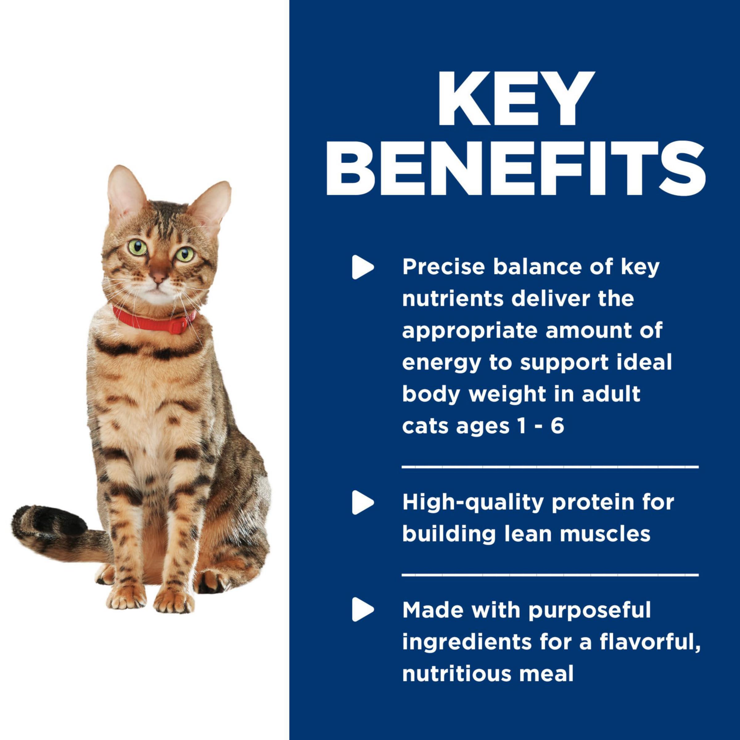 Hill's Science Diet cat bowl during mealtime illustrates appealing texture and aroma.