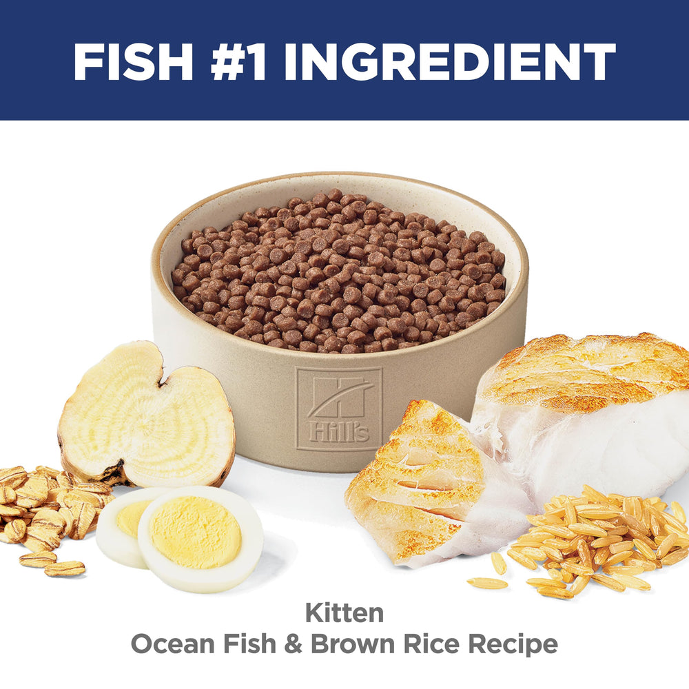 Hill's Science Diet Kitten kibble served in a bowl for mealtime.
