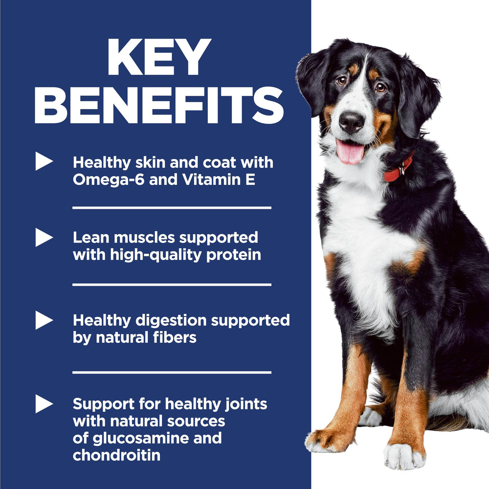 Hill's Science Diet large breed kibble in bowl for steady energy.
