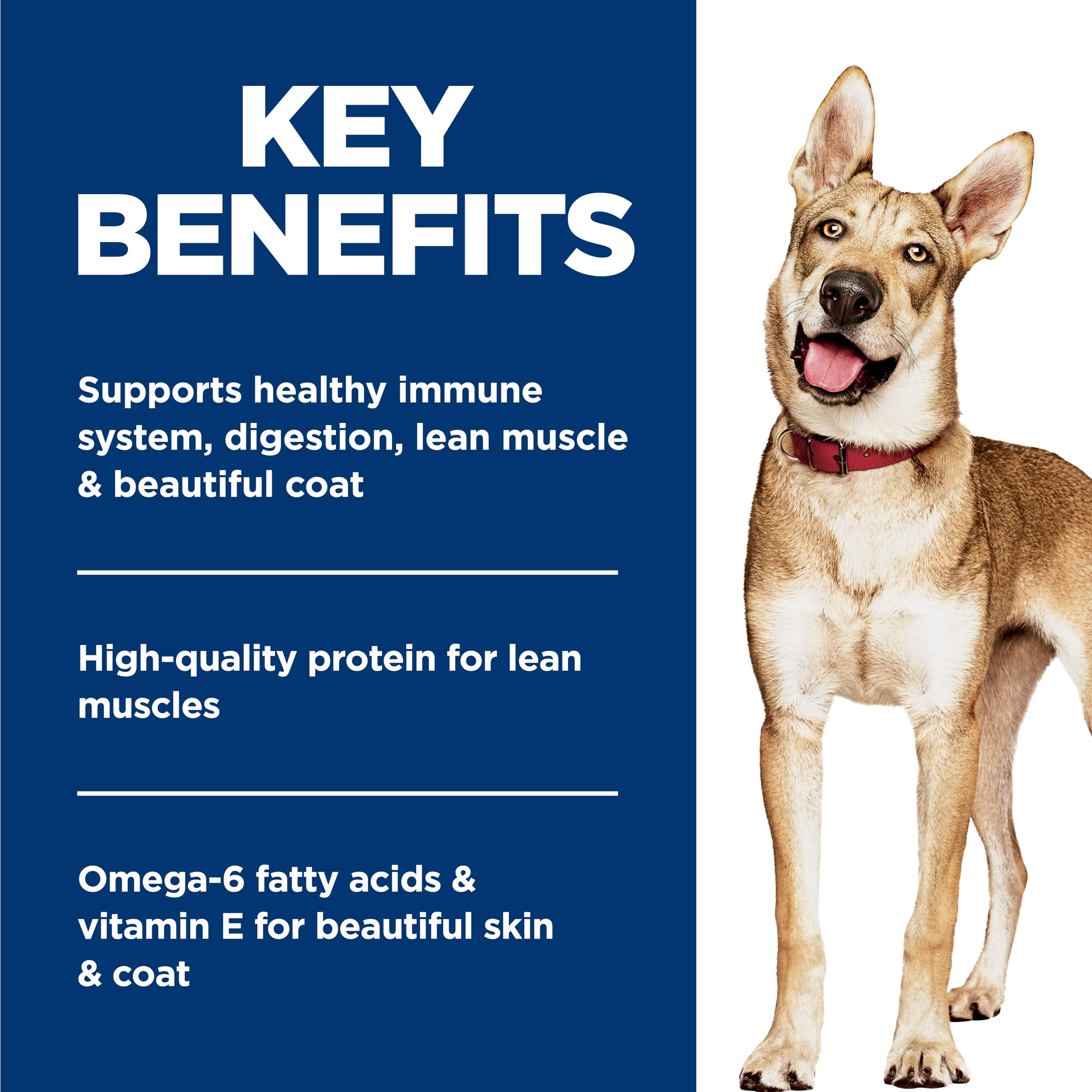 Hill's Science Diet served in a bowl supports palatability and hydration for dogs.