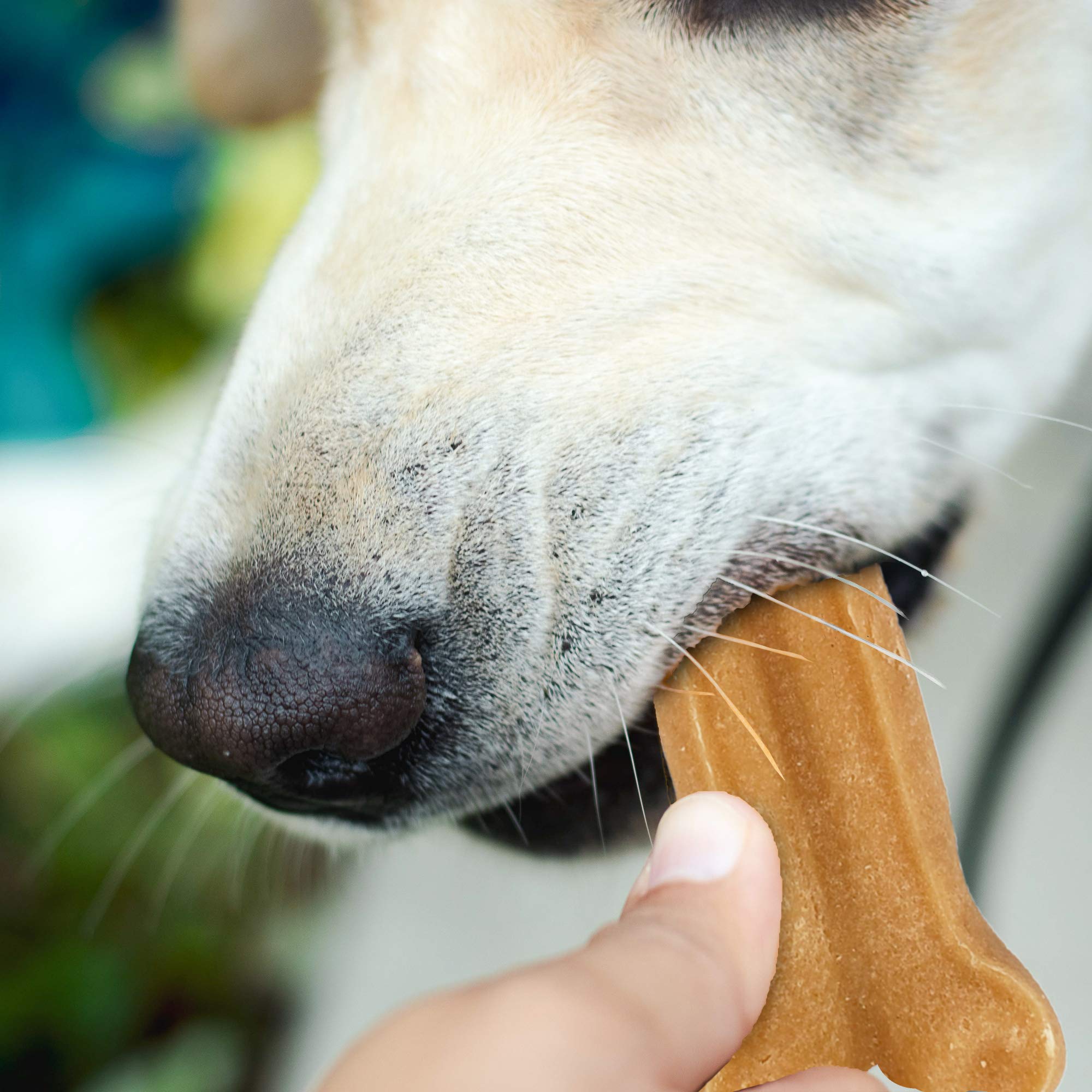Himalayan Dog Chew Bone glossy cheese surface signals premium ingredients.